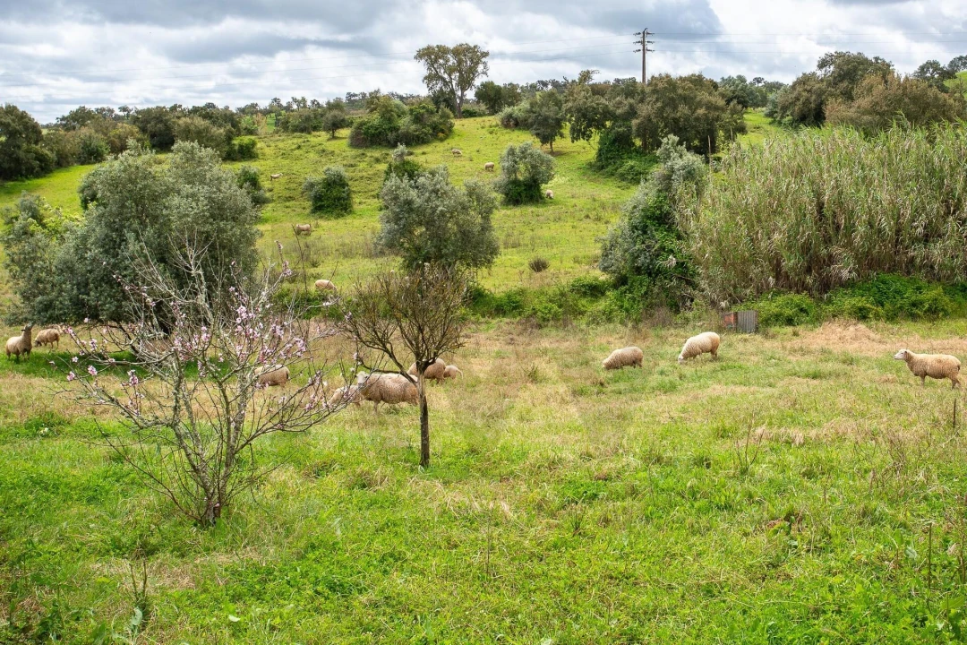 Terreno para Venda em Cercal Foto 30