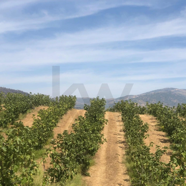 Quinta para Venda em Assares e Lodões Foto 1