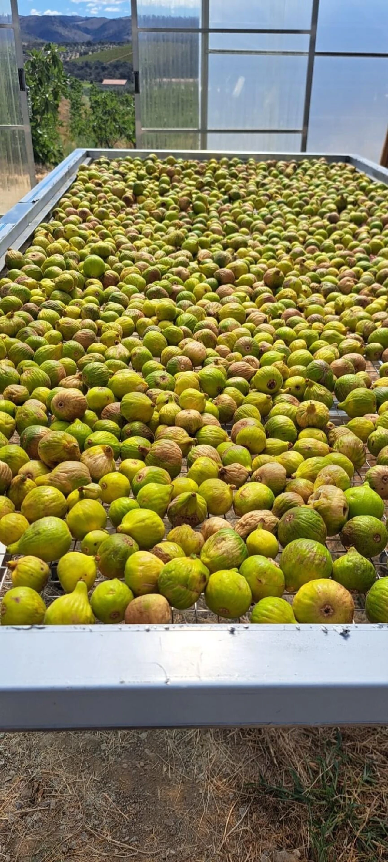Quinta para Venda em Assares e Lodões Foto 13