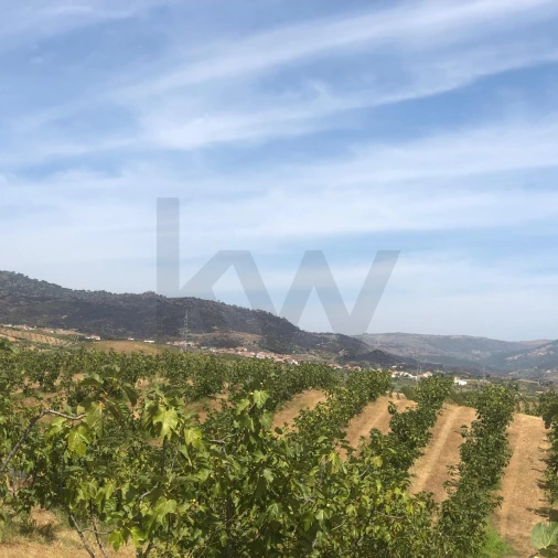 Quinta para Venda em Assares e Lodões Foto 2
