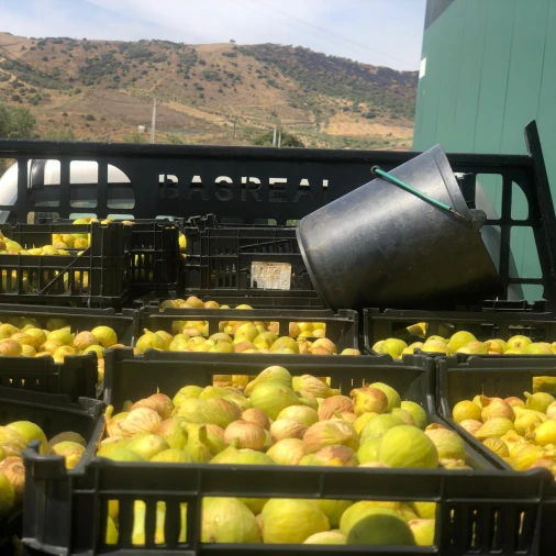 Quinta para Venda em Assares e Lodões Foto 7