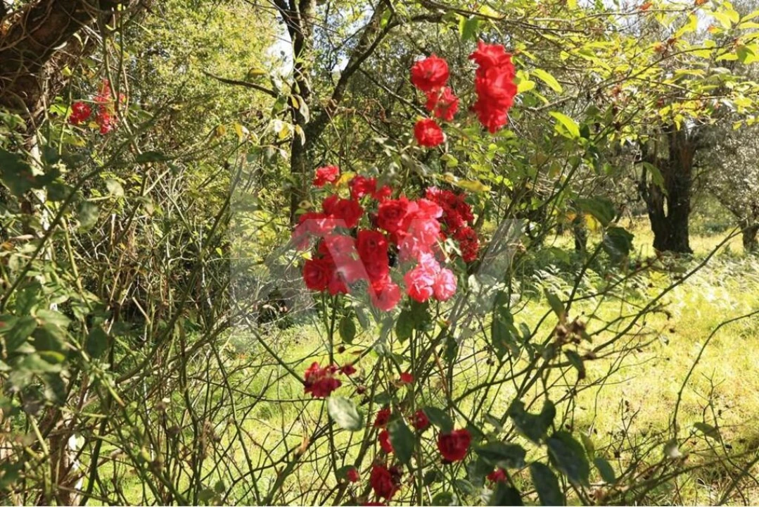 Moradia T3 para Venda em Labruja Foto 50