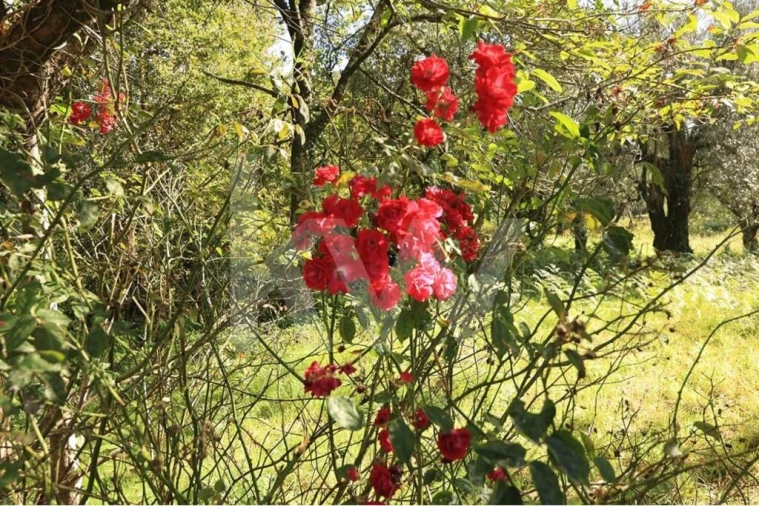 Moradia T3 para Venda em Labruja Foto 50