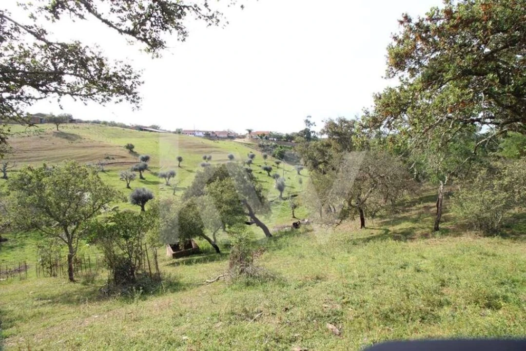 Terreno para Venda em Ourique Foto 7