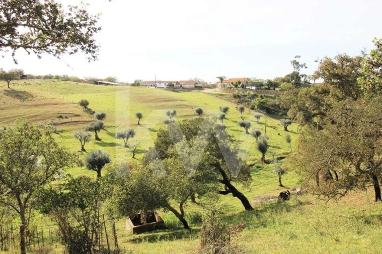 Terreno para Venda em Ourique Foto 18