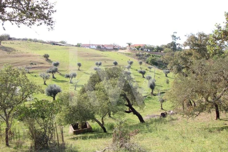 Terreno para Venda em Ourique Foto 10