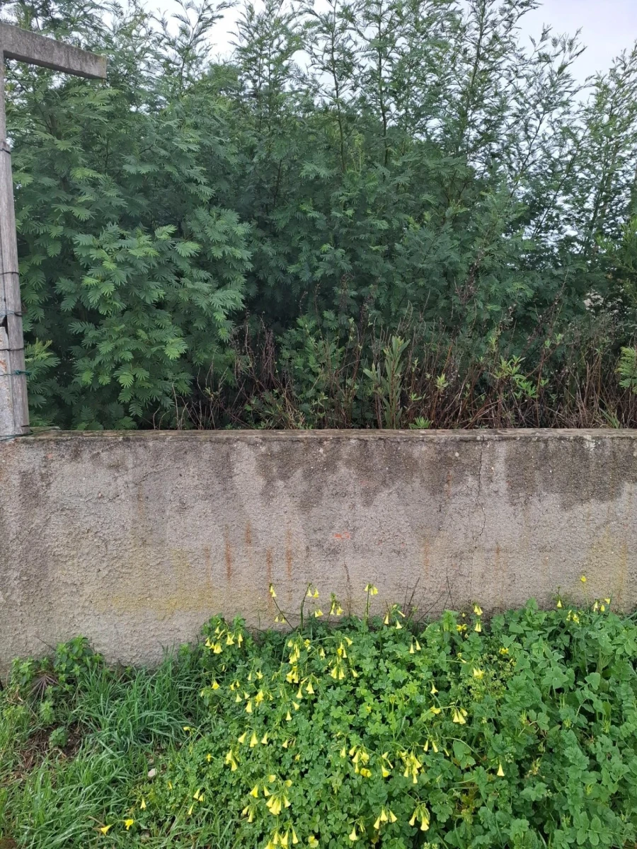 Terreno para Venda em Fernao Ferro Foto 13