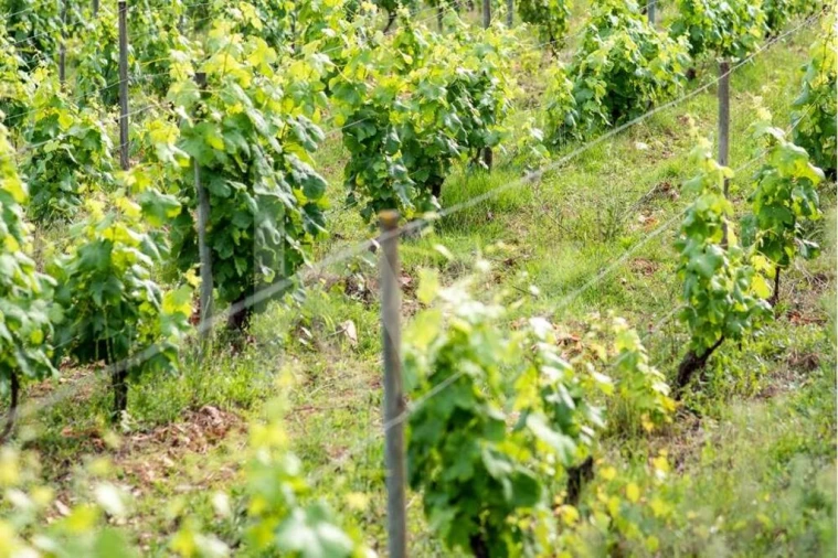 Quinta T5 para Venda em Cumieira Foto 23