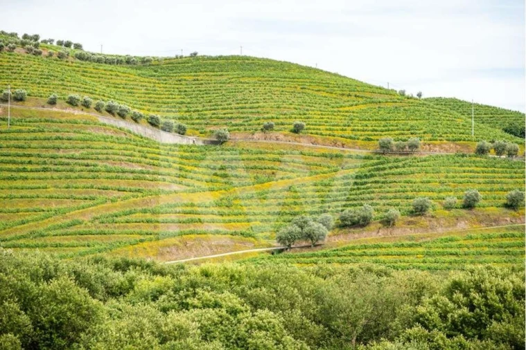 Quinta T5 para Venda em Cumieira Foto 21