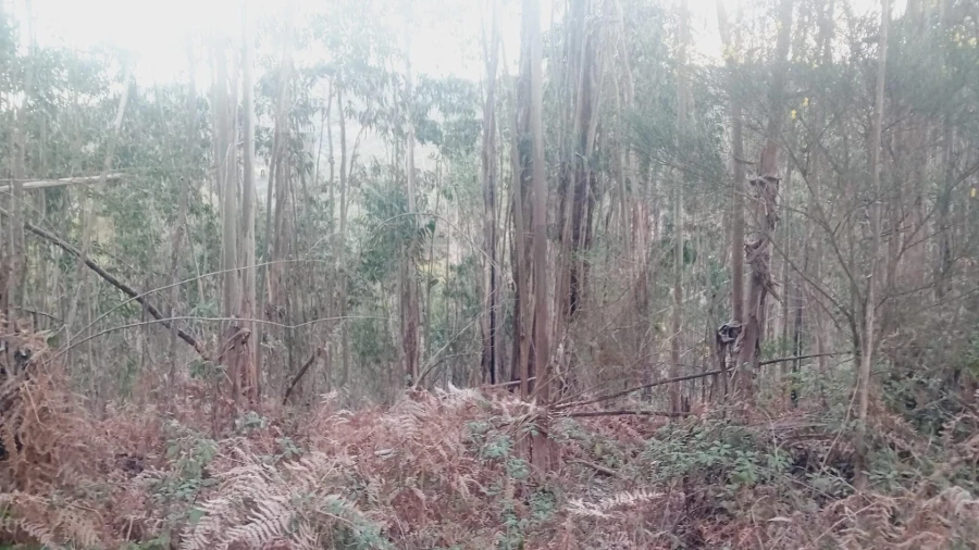 Moradia T3 para Venda em Maçãs de D. Maria Foto 1