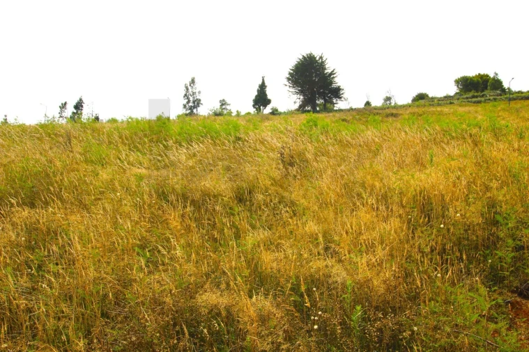 Terreno para Venda em Santa Cruz Foto 41