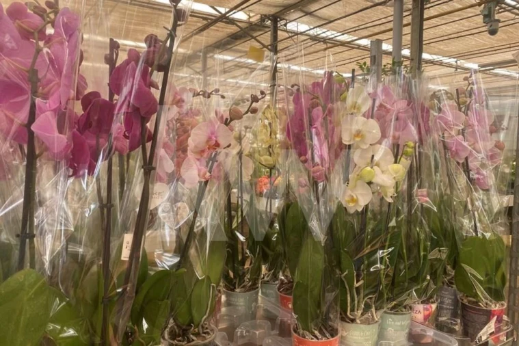 Terreno para Venda em Lagoa e Carvoeiro Foto 20