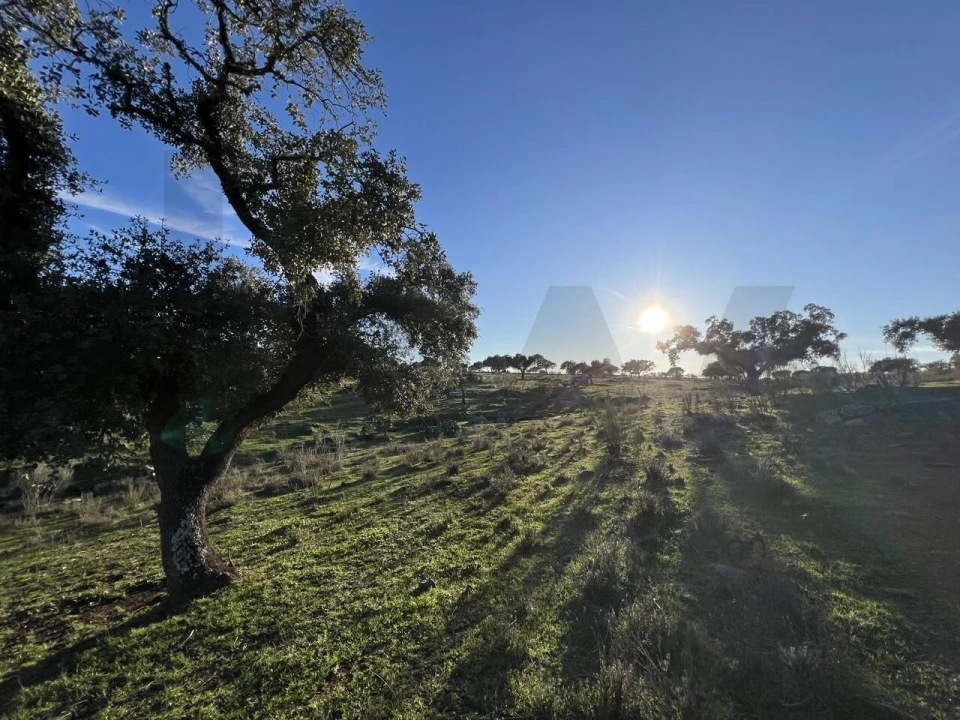 Terreno para Venda em Campo e Campinho Foto 15
