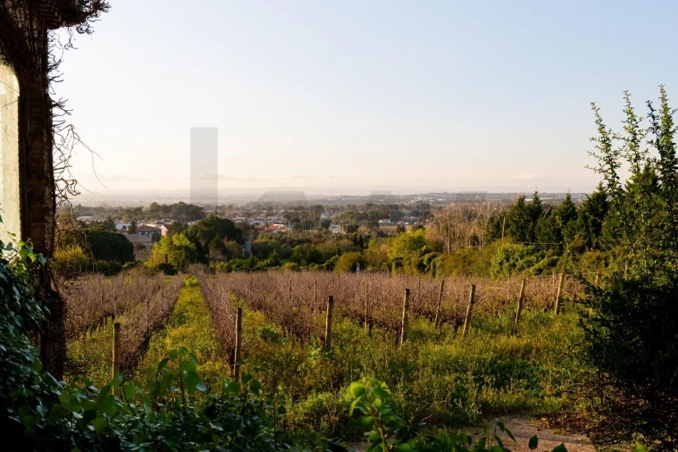 Quinta T4 para Venda em Azeitão (São Lourenço e São Simão) Foto 74