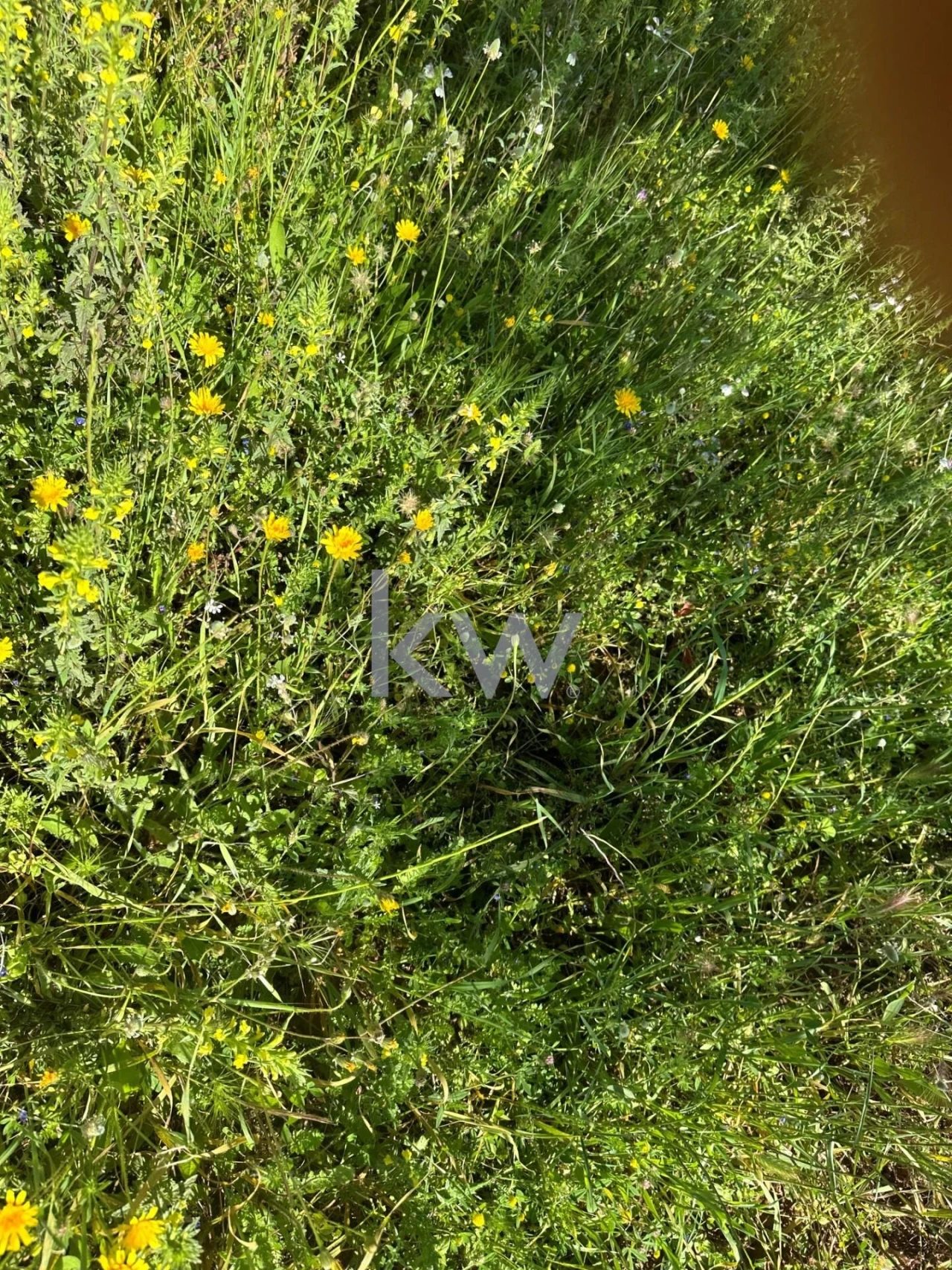 Terreno para Venda em Vila Nova de São Bento e Vale de Vargo Foto 7