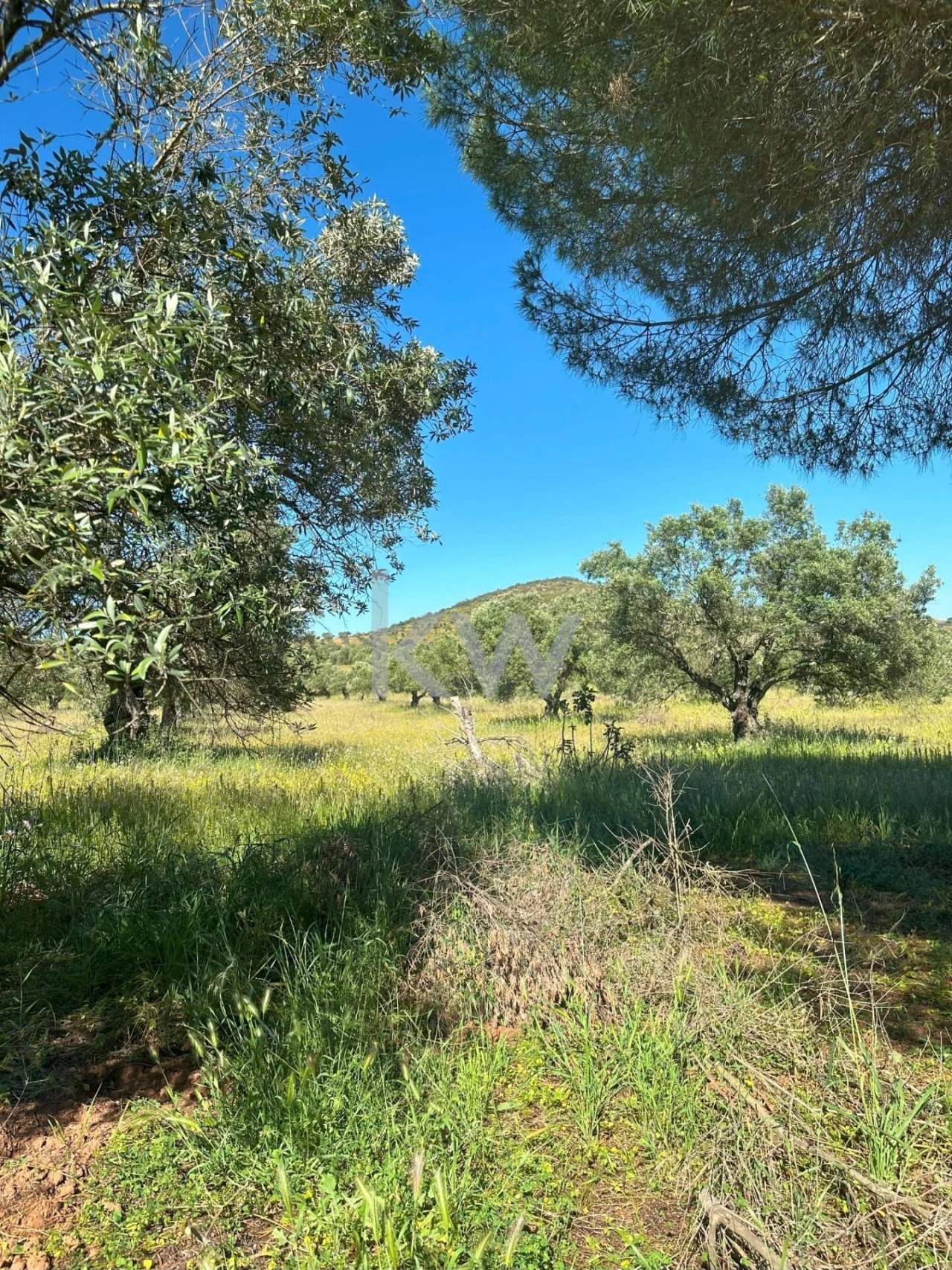 Terreno para Venda em Vila Nova de São Bento e Vale de Vargo Foto 14