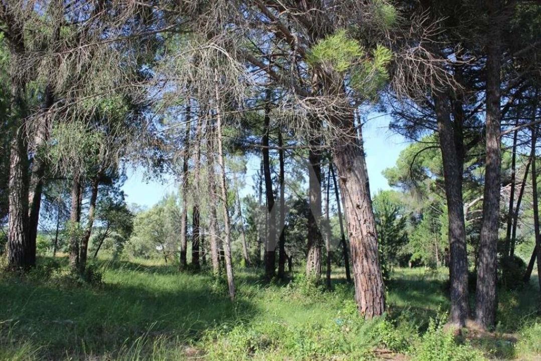Terreno para Venda em Casais e Alviobeira Foto 16