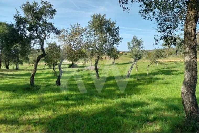 Terreno para Venda em Melides