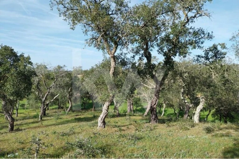 Terreno para Venda em Melides Foto 3