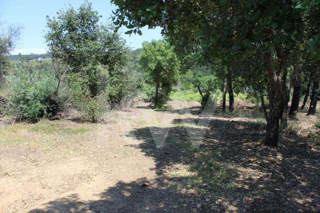 Terreno para Venda em São João Baptista e Santa Maria dos Olivais Foto 19