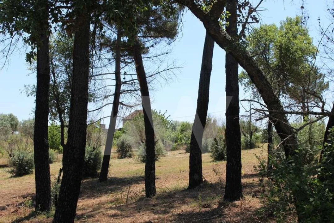 Terreno para Venda em São João Baptista e Santa Maria dos Olivais Foto 26