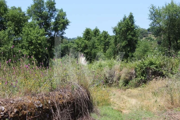 Terreno para Venda em São João Baptista e Santa Maria dos Olivais Foto 14