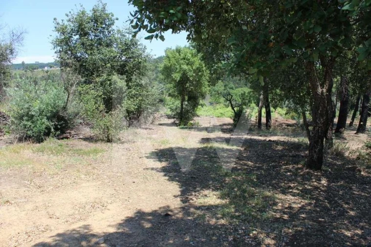 Terreno para Venda em São João Baptista e Santa Maria dos Olivais Foto 19