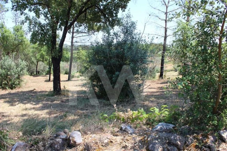 Terreno para Venda em São João Baptista e Santa Maria dos Olivais Foto 8