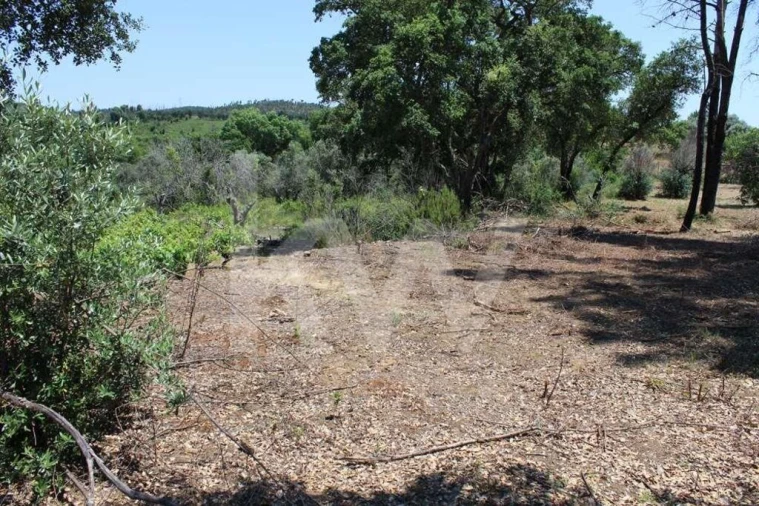 Terreno para Venda em São João Baptista e Santa Maria dos Olivais Foto 24