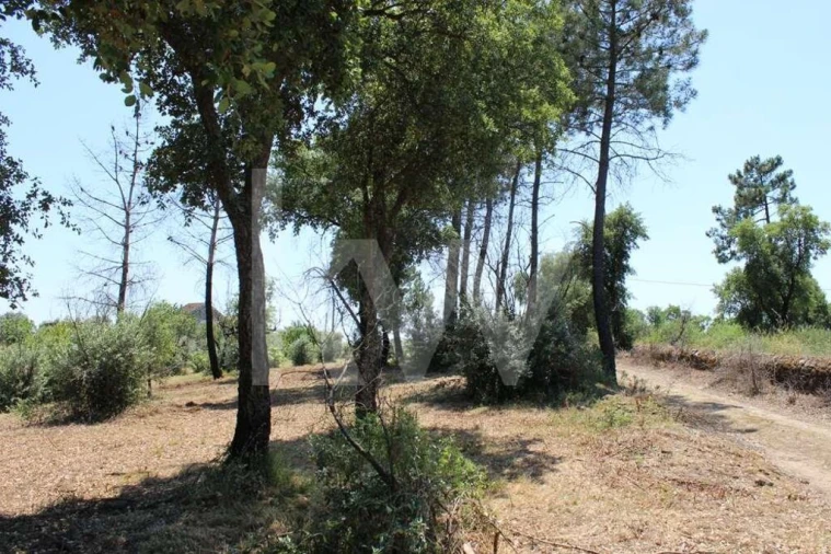 Terreno para Venda em São João Baptista e Santa Maria dos Olivais Foto 22