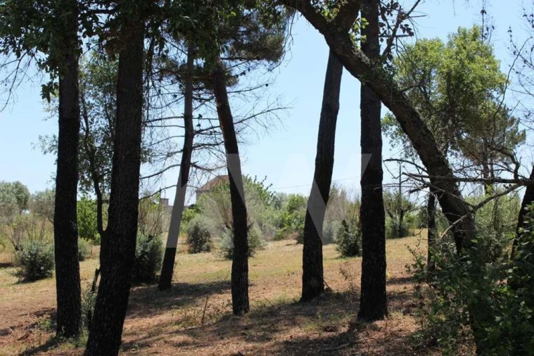 Terreno para Venda em São João Baptista e Santa Maria dos Olivais Foto 26