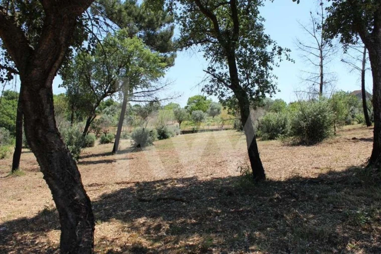 Terreno para Venda em São João Baptista e Santa Maria dos Olivais Foto 21