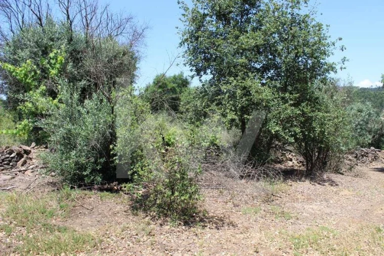 Terreno para Venda em São João Baptista e Santa Maria dos Olivais Foto 31