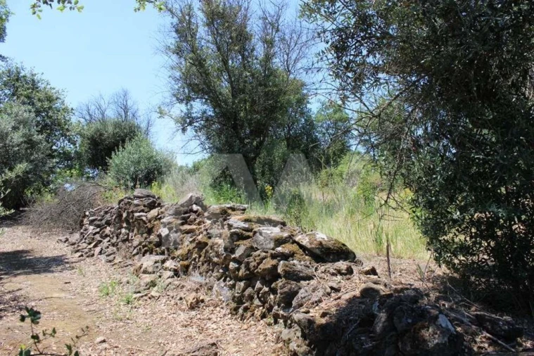 Terreno para Venda em São João Baptista e Santa Maria dos Olivais Foto 28
