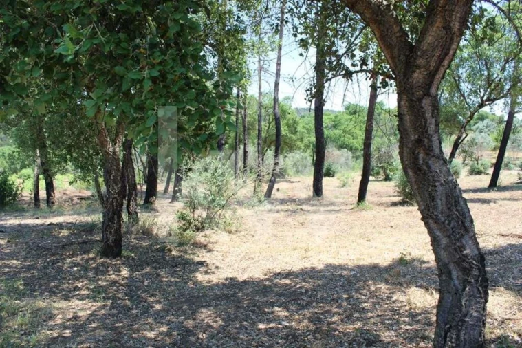 Terreno para Venda em São João Baptista e Santa Maria dos Olivais Foto 20