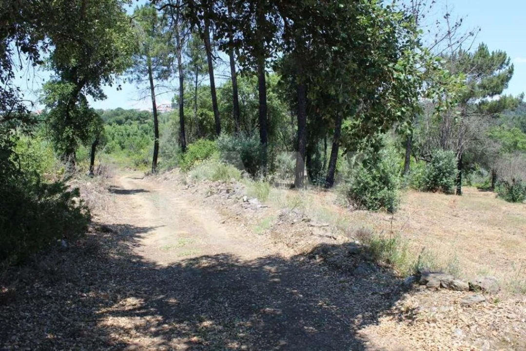 Terreno para Venda em São João Baptista e Santa Maria dos Olivais Foto 7