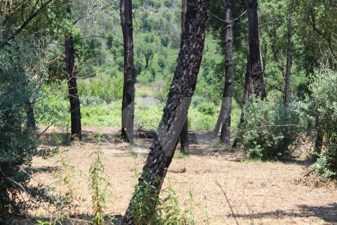 Terreno para Venda em São João Baptista e Santa Maria dos Olivais Foto 10