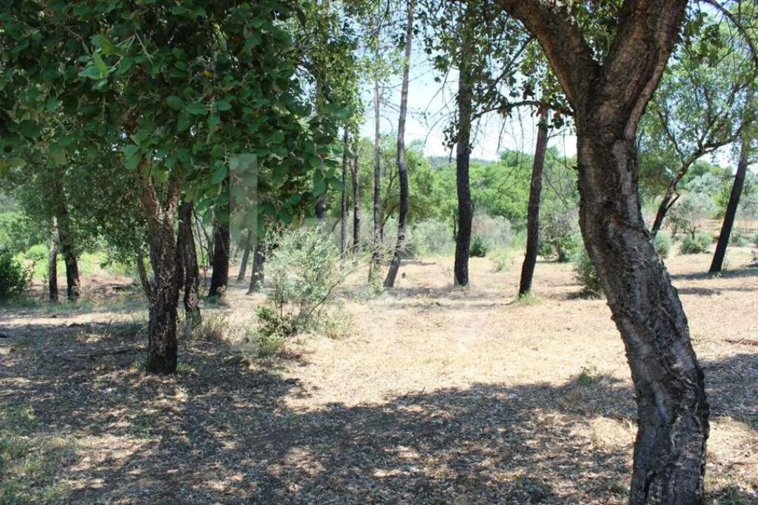 Terreno para Venda em São João Baptista e Santa Maria dos Olivais Foto 20