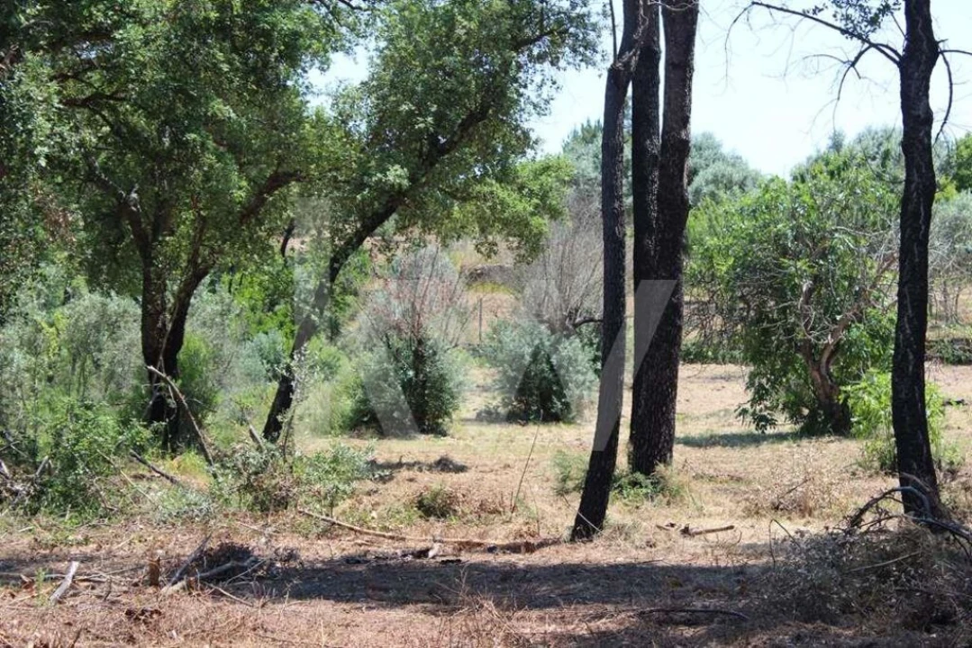 Terreno para Venda em São João Baptista e Santa Maria dos Olivais Foto 25