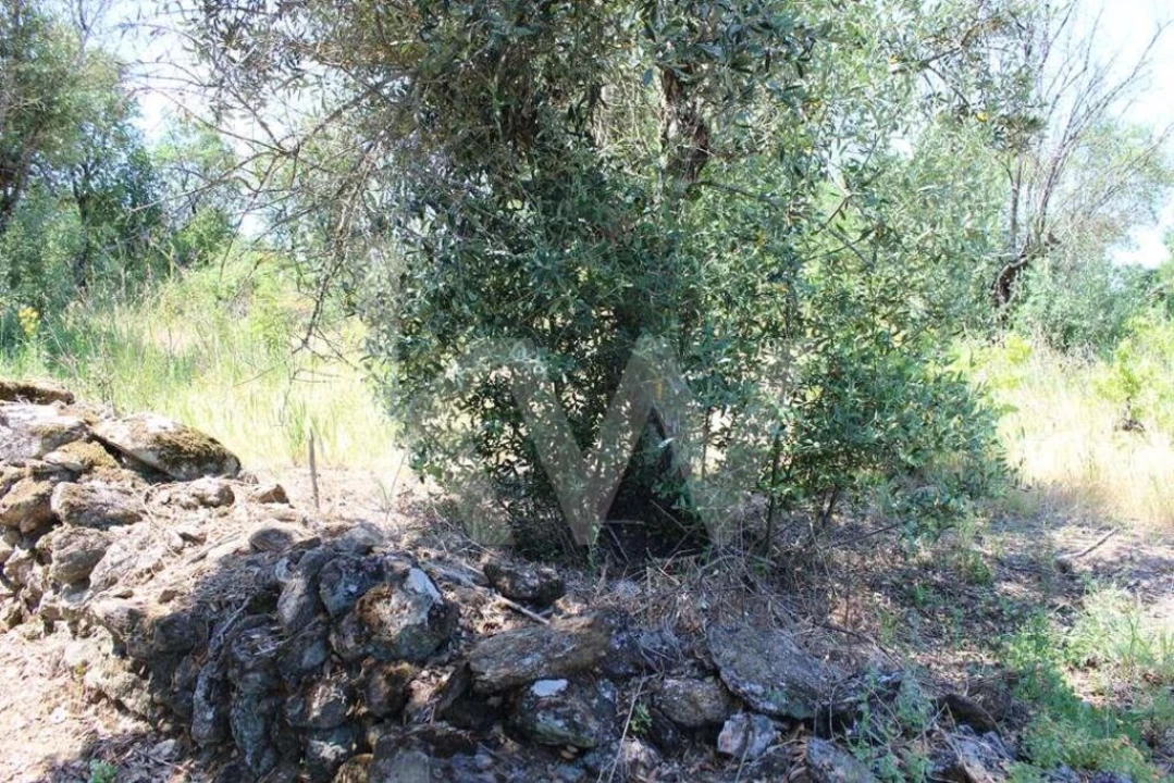 Terreno para Venda em São João Baptista e Santa Maria dos Olivais Foto 27