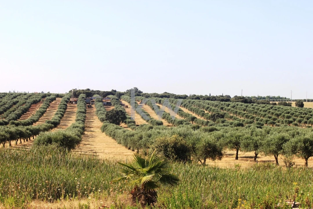 Quinta T5 para Venda em Vila Nova de São Bento e Vale de Vargo Foto 31