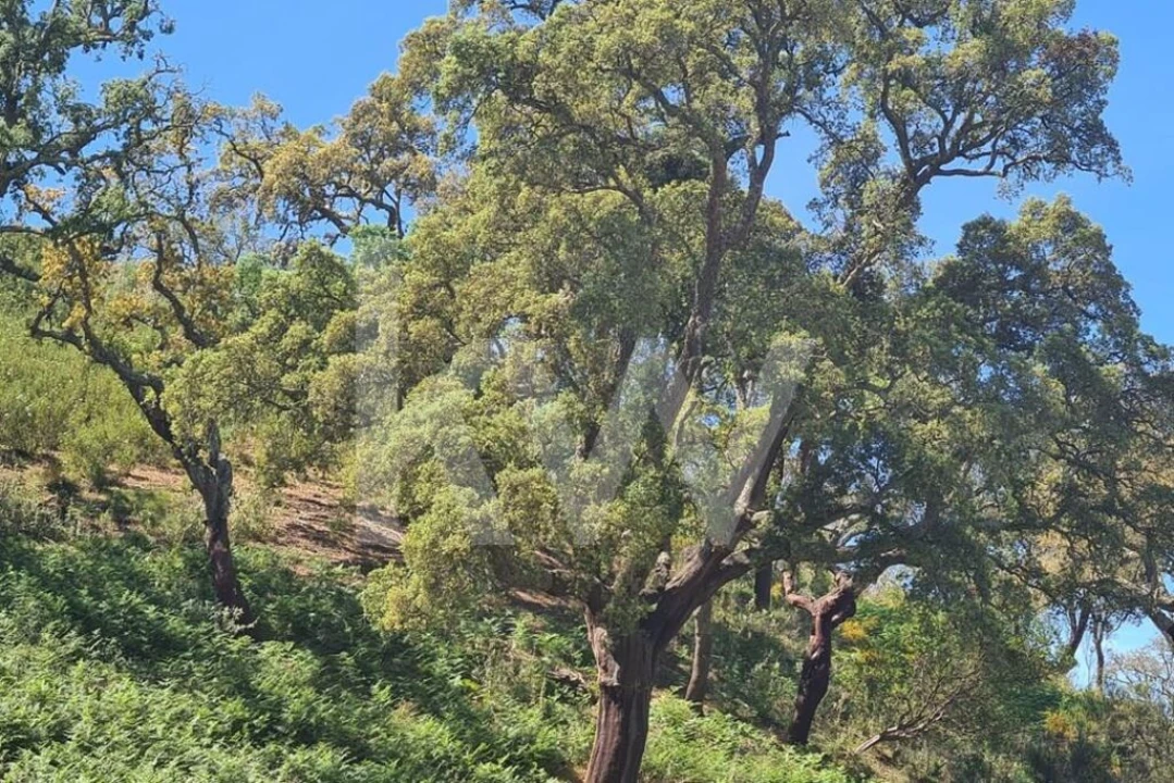 Terreno para Venda em Reliquias Foto 4