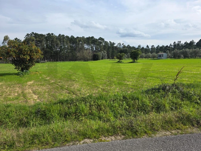 Terreno para Venda em Louriçal Foto 10
