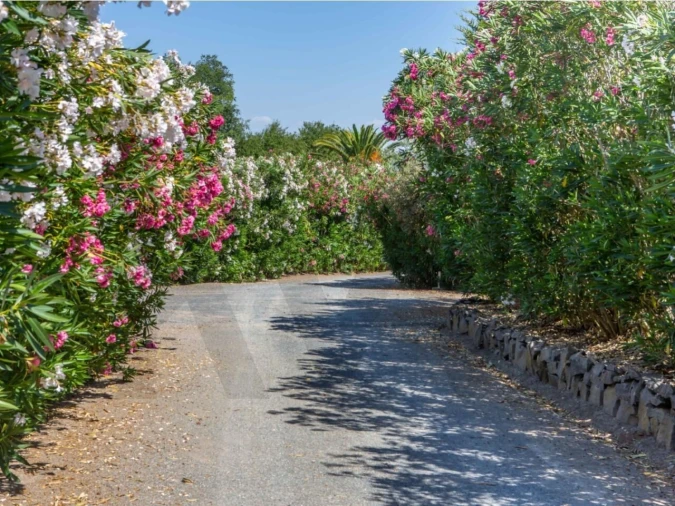 Quinta T5 para Venda em Ferreira do Alentejo e Canhestros Foto 10