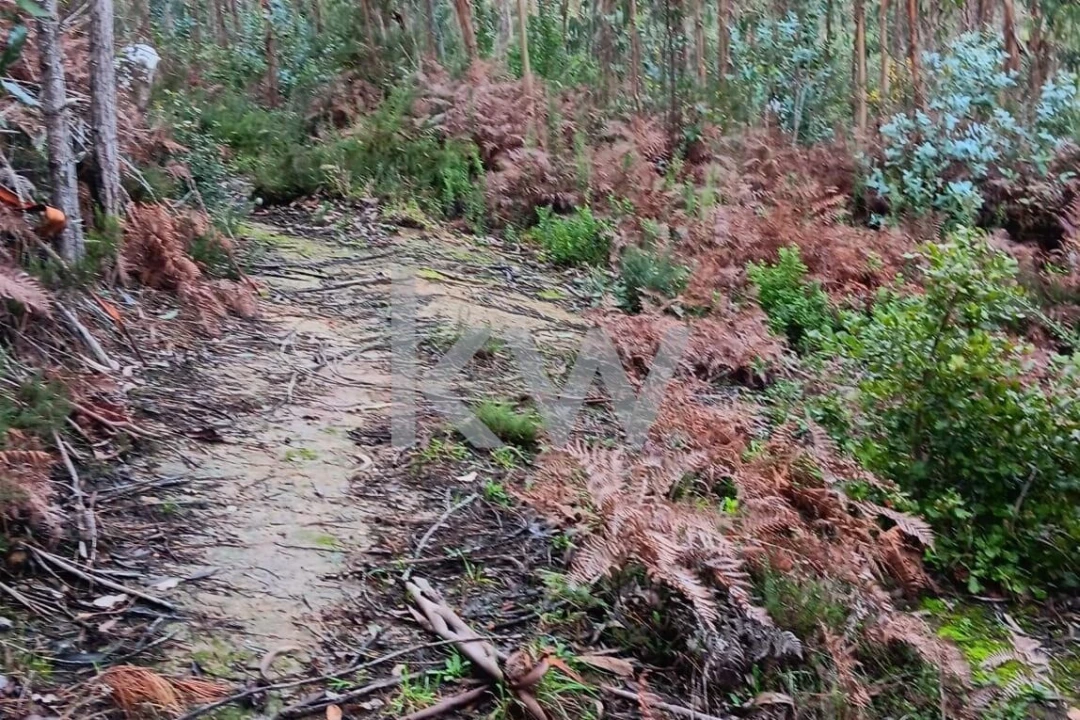 Terreno para Venda em Malveira e São Miguel de Alcainça Foto 4