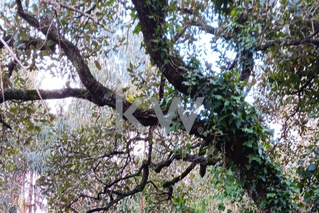 Terreno para Venda em Malveira e São Miguel de Alcainça Foto 10