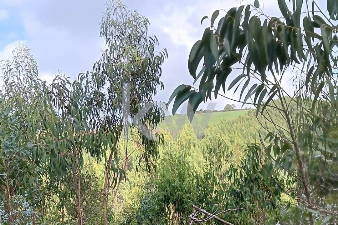 Terreno para Venda em Malveira e São Miguel de Alcainça Foto 12
