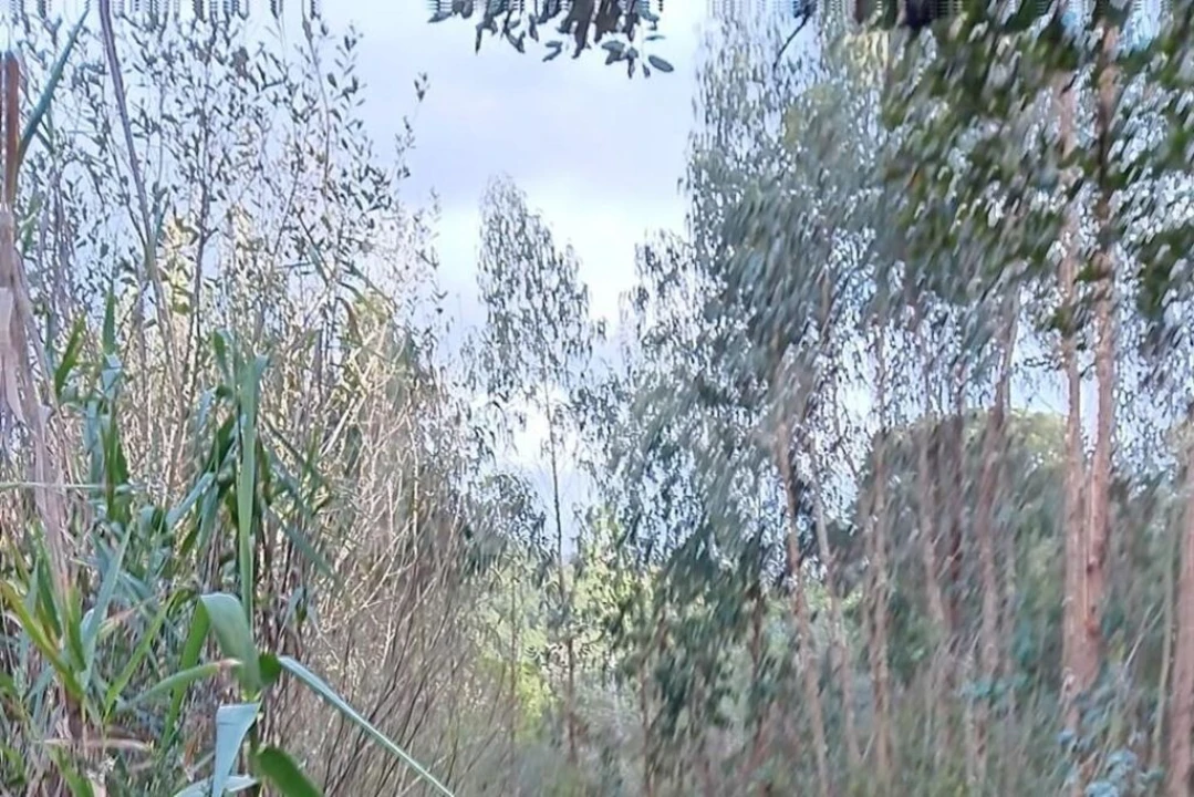 Terreno para Venda em Malveira e São Miguel de Alcainça Foto 7