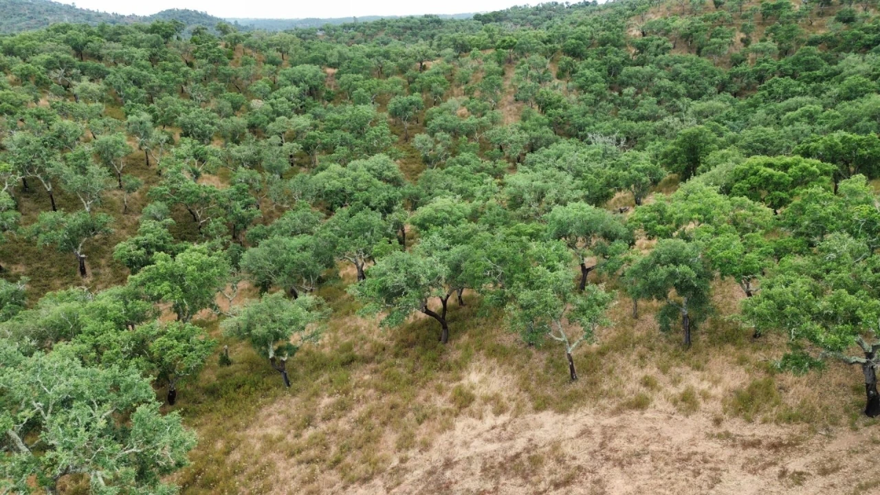 Quinta para Venda em Grândola e Santa Margarida da Serra Foto 4