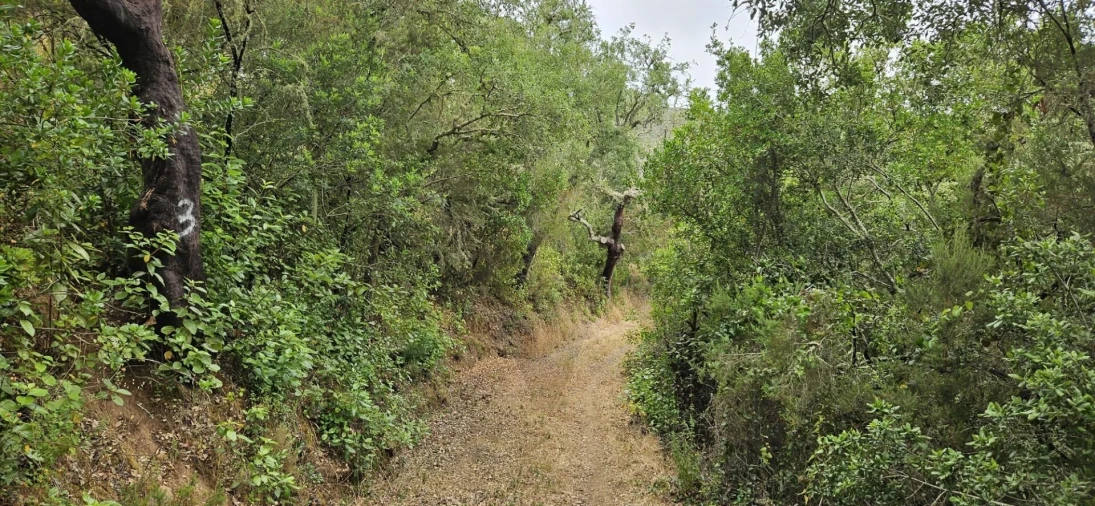 Quinta para Venda em Grândola e Santa Margarida da Serra Foto 8